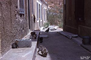 MERS EL KEBIR B LES CHATS DU VIEUX PORT 1964